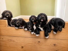 Mixed Breed