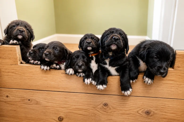Mixed Breed