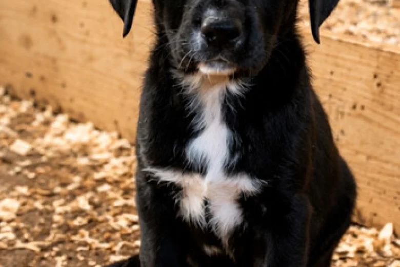 Mixed Breed