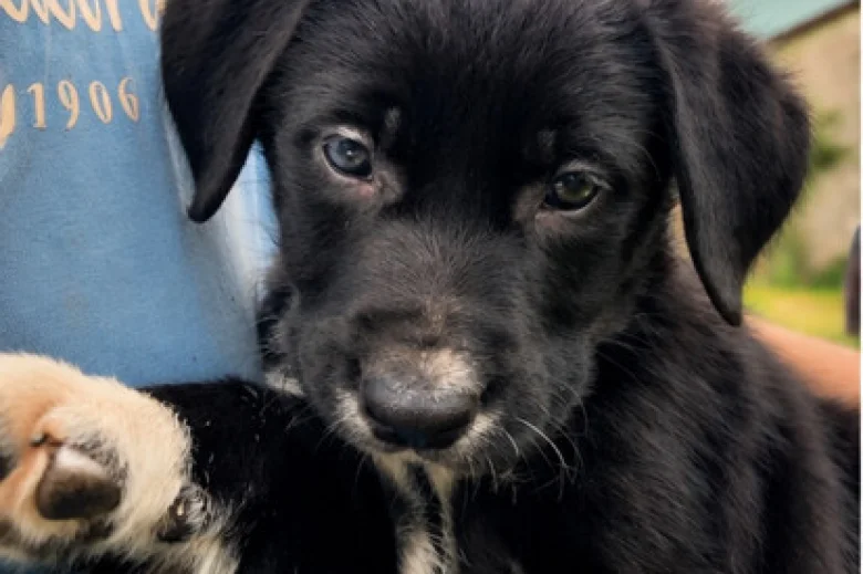 Mixed Breed