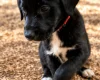 Mixed Breed