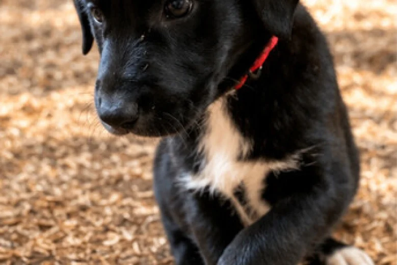 Mixed Breed