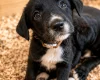 Mixed Breed