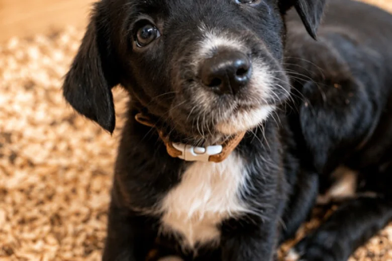 Mixed Breed