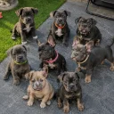Mixed Breed