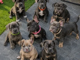 Mixed Breed