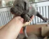 Mixed Breed