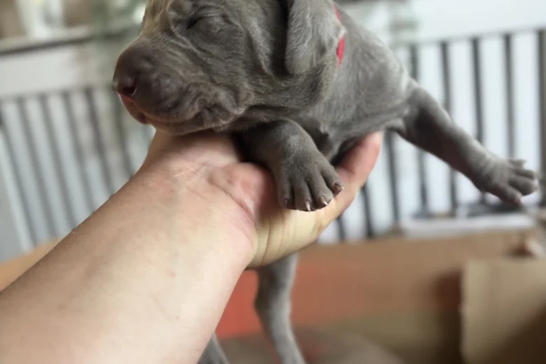 Mixed Breed
