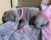 Mixed Breed