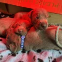 Mixed Breed