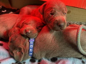 Mixed Breed