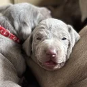 Mixed Breed