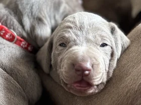 Mixed Breed