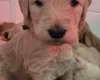 Goldendoodle