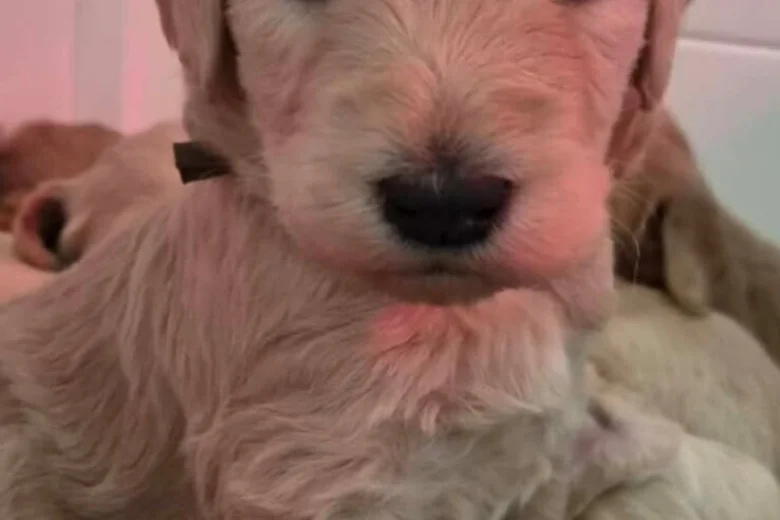 Goldendoodle