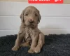 Goldendoodle