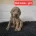 Goldendoodle