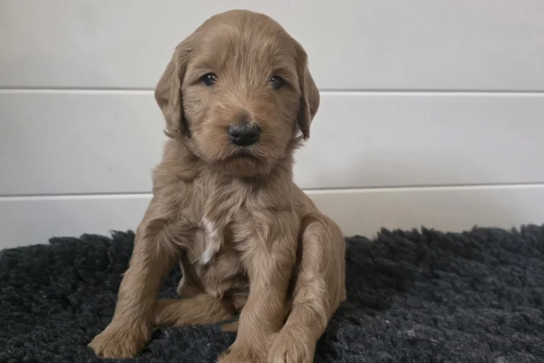 Goldendoodle