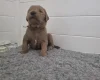 Goldendoodle