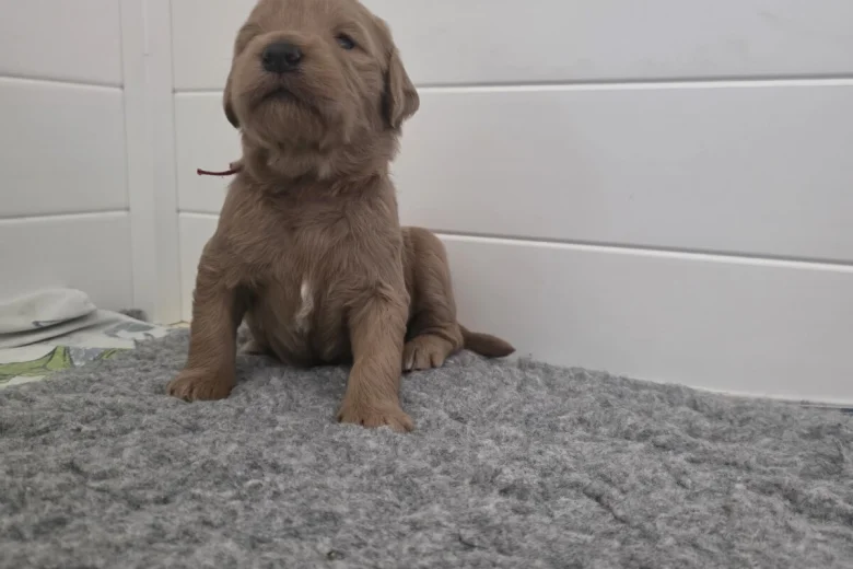 Goldendoodle