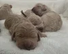 Goldendoodle