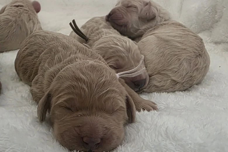 Goldendoodle