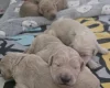 Goldendoodle