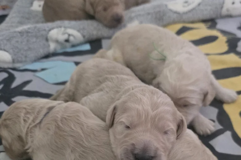 Goldendoodle
