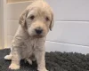 Goldendoodle