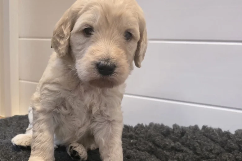 Goldendoodle