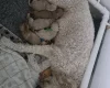 Goldendoodle