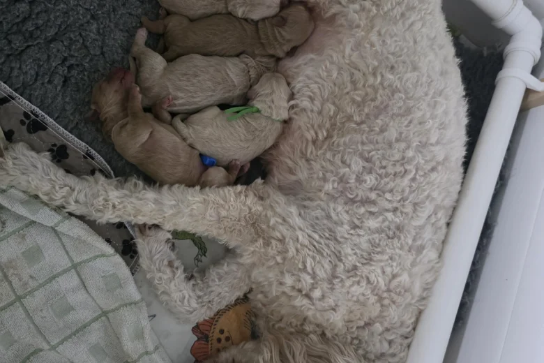 Goldendoodle