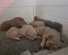 Goldendoodle