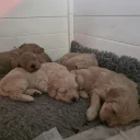 Goldendoodle