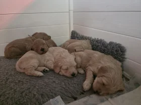 Goldendoodle