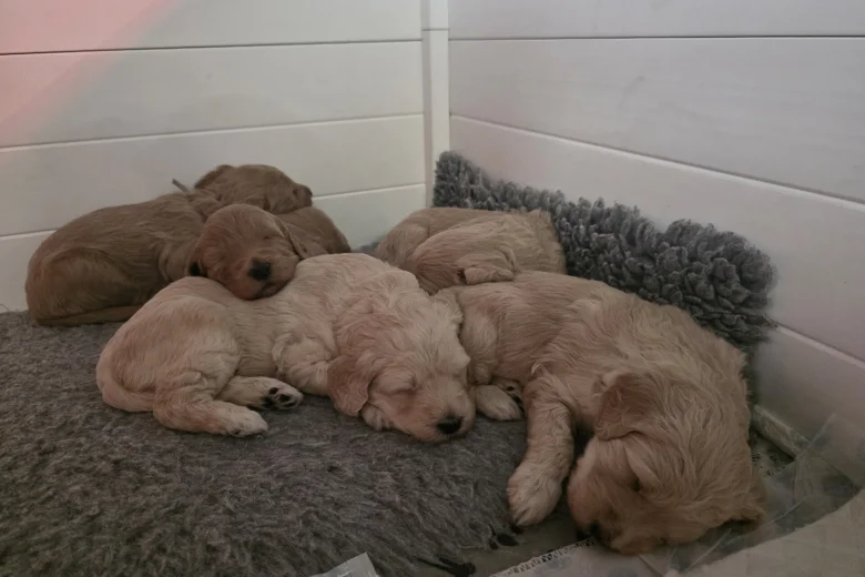 Goldendoodle