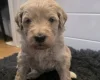 Goldendoodle