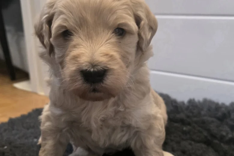 Goldendoodle