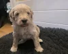 Goldendoodle