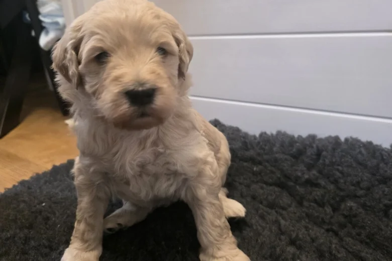 Goldendoodle