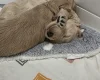 Goldendoodle