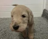 Goldendoodle