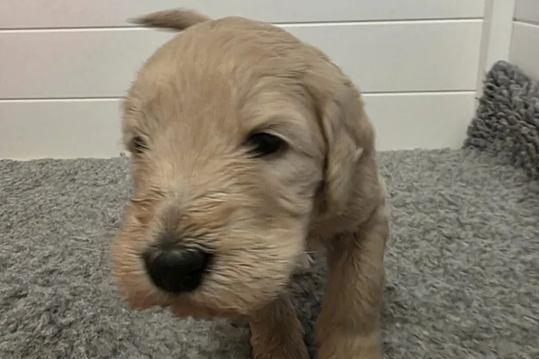 Goldendoodle