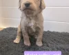 Goldendoodle
