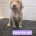 Goldendoodle