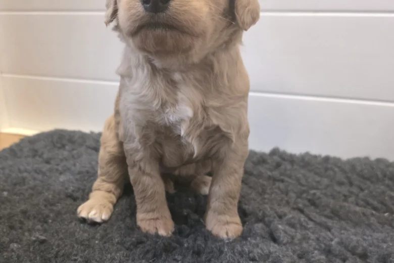 Goldendoodle