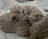 Goldendoodle