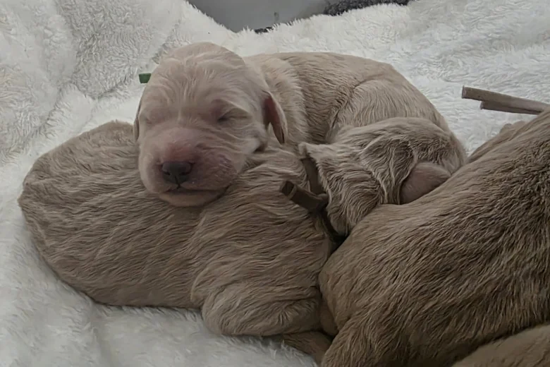 Goldendoodle