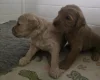 Goldendoodle