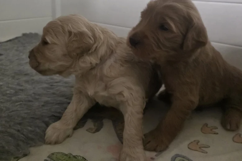 Goldendoodle